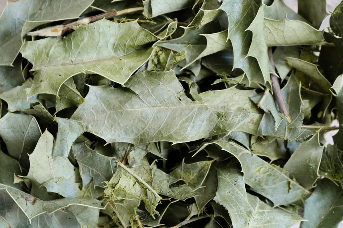 Chá de Espinheira Santa: Muito Mais Que um  Remédio Natural Para o Estômago