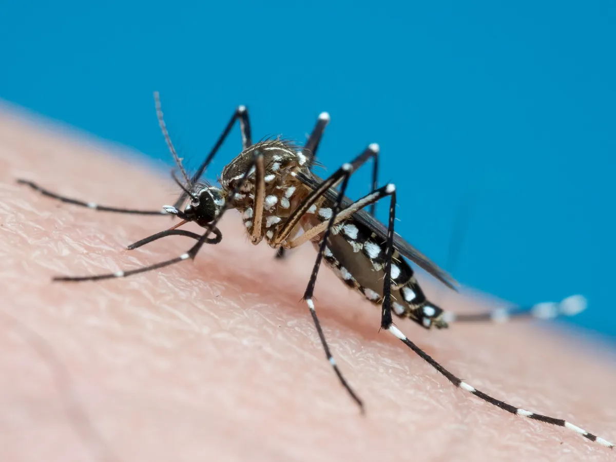 Dengue: O Que É, Sintomas, Prevenção e Tratamento