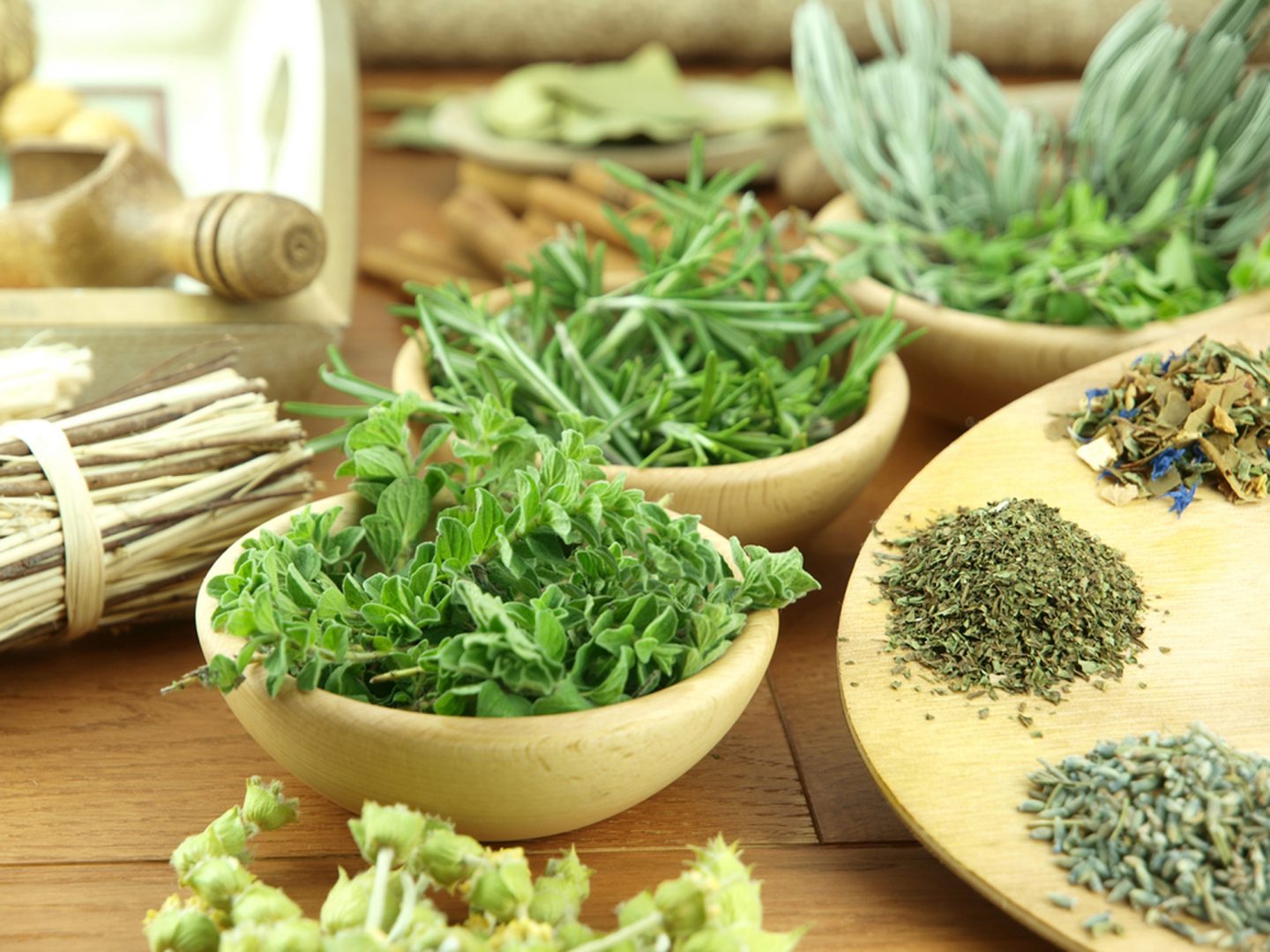 Plantas Medicinais para Cultivo em Casa: Guia Completo